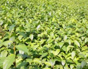 杜仲,用量,用法,注意事項(xiàng)