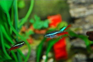 閑魚買東西注意事項,閑魚面交注意事項,閑魚購物注意事項