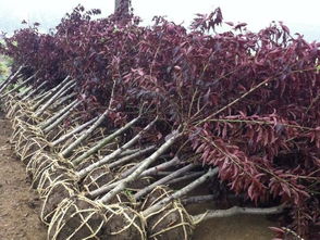 移栽,樹苗,注意事項