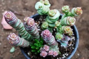 錢串子換盆需注意事項