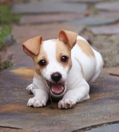 羅素,杰克,注意事項(xiàng)