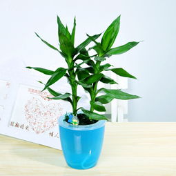 觀音竹的水培養(yǎng)殖方法和注意事項