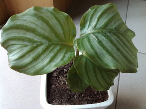 種植,注意事項(xiàng)