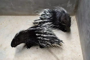 豪豬產(chǎn)子注意事項