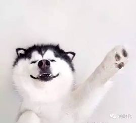 蘭花夏天在室外養(yǎng)注意事項,室外庭院養(yǎng)狗注意事項,夏天室外工作注意事項