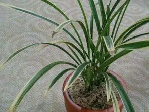 越冬,注意事項,耐冬花