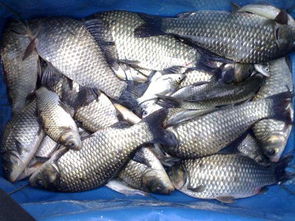 鯽魚,注意事項