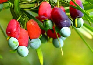 哪些水果能泡酒及泡酒注意事項