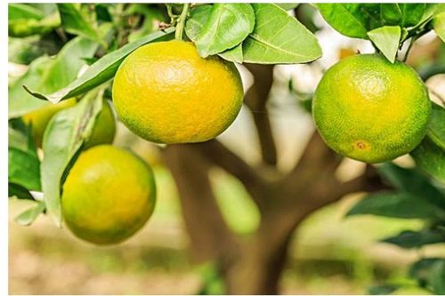 移栽,桔子,注意事項