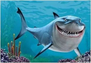 鯊魚潛水注意事項