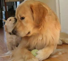 金毛蕨的養(yǎng)殖方法和注意事項(xiàng),金毛洗澡注意事項(xiàng),金毛幼犬注意事項(xiàng)