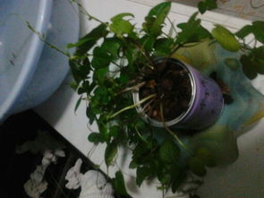 牽?；B(yǎng)護注意事項,牽牛花的養(yǎng)殖方法和注意事項,重瓣牽?；ǚN植注意事項