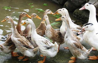 魚塘,養(yǎng)殖,注意事項(xiàng)