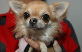 狗狗,生育,注意事項