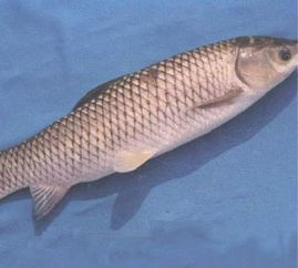 釣青魚注意事項,青魚養(yǎng)殖注意事項,青魚石佩戴注意事項