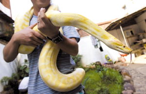 家養(yǎng)蟒蛇注意事項(xiàng)