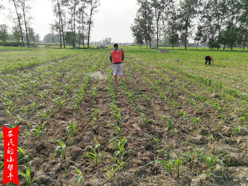 百合用矮壯素注意事項(xiàng),使用矮壯素注意事項(xiàng),花卉使用矮壯素注意事項(xiàng)