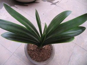 君子蘭開(kāi)花時(shí)注意事項(xiàng),君子蘭開(kāi)花前注意事項(xiàng),君子蘭開(kāi)花要注意事項(xiàng)