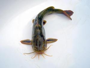 血栓閉塞性脈管炎的注意事項(xiàng),血栓性脈管炎的治療,血栓性脈管炎表現(xiàn)