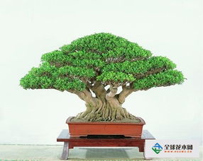 玻璃海棠花的養(yǎng)殖方法和注意事項(xiàng),玻璃海棠花的養(yǎng)殖方法和注意事項(xiàng)小說(shuō),龍須樹的養(yǎng)殖方法和注意事項(xiàng)