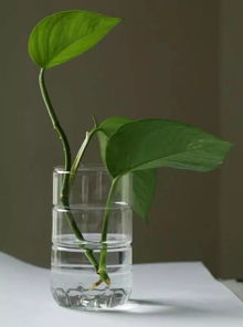 水培,注意事項,換水,植物