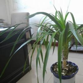 綠葉傘蘭的養(yǎng)殖方法和注意事項(xiàng)