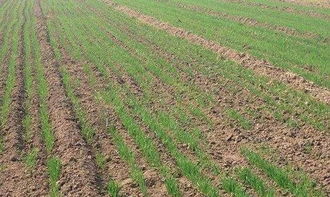 小麥孕穗期注意事項(xiàng)