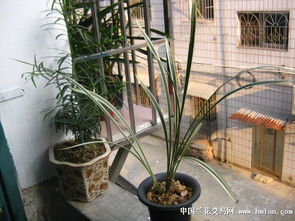 盆栽白馬王子注意事項(xiàng)