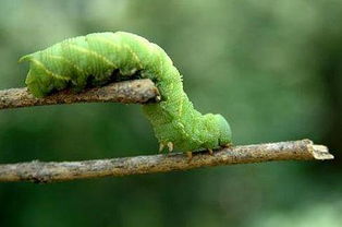 豆青蟲養(yǎng)殖注意事項(xiàng)