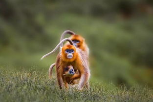 保護野生動物的活動注意事項