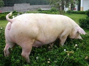 母豬,用藥,注意事項,懷孕