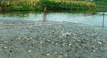 對(duì)蘭的養(yǎng)殖方法和注意事項(xiàng),鐵掌花的養(yǎng)殖方法和注意事項(xiàng),風(fēng)雨蘭的養(yǎng)殖方法和注意事項(xiàng)