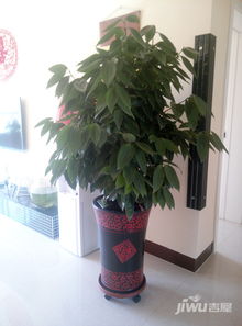 平安,養(yǎng)殖,注意事項,冬季