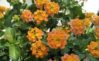 五色,養(yǎng)殖,注意事項(xiàng),方法