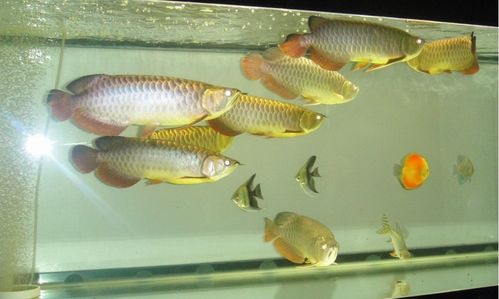 龍魚的養(yǎng)殖方法和注意事項,黑桃A和龍魚混養(yǎng)注意事項,曼龍魚飼養(yǎng)注意事項