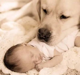 懷孕后養(yǎng)狗的注意事項