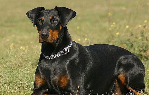 杜賓生產(chǎn)注意事項(xiàng)