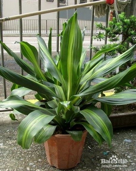 巴西鐵的養(yǎng)殖方法和注意事項有哪些,金心巴西鐵的養(yǎng)殖方法和注意事項,金邊巴西鐵的養(yǎng)殖方法和注意事項