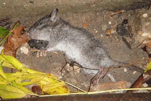 殺蟲(chóng)單注意事項(xiàng),魚(yú)塘殺蟲(chóng)注意事項(xiàng),硫磺粉殺蟲(chóng)注意事項(xiàng)