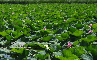 夏季北京旅游注意事項(xiàng)