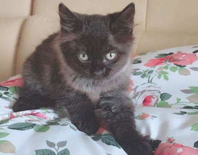 注意事項,藍貓,懷孕后