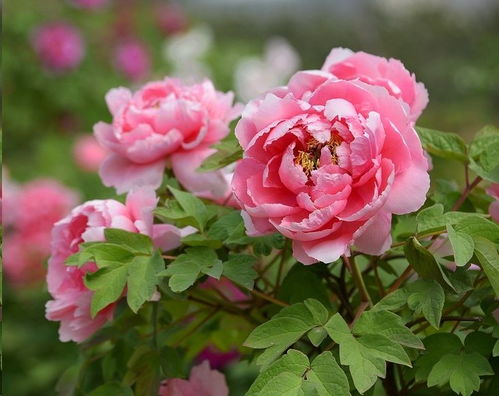 牡丹花開花注意事項