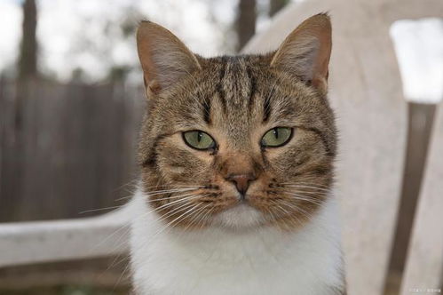 狗狗,托運(yùn),注意事項(xiàng)