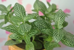 繁殖,注意事項,方法,網(wǎng)紋草