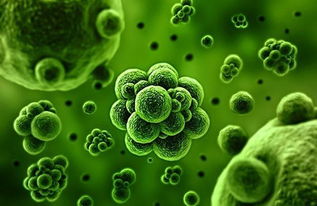 細(xì)菌的代謝產(chǎn)物實(shí)驗(yàn)注意事項(xiàng)