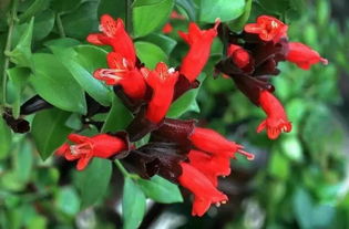 口紅吊蘭扦插注意事項