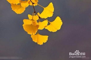 銀杏葉注射劑注意事項(xiàng),銀杏葉分散片注意事項(xiàng),服用銀杏葉的注意事項(xiàng)