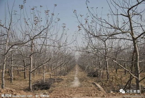 蘋果樹環(huán)割注意事項