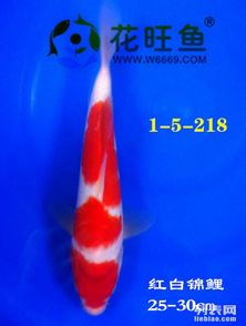 新缸養(yǎng)錦鯉的注意事項