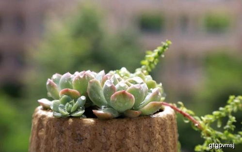 注意事項,夏天,多肉露養(yǎng)